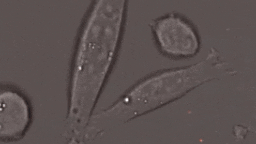 微信圖片_20230615104157.gif